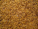 Barley Non GMO (Animal Feed) - фото 1
