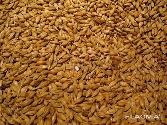 Barley Non GMO (Animal Feed)
