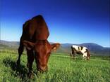 Drink milk powder 26% fat content - фото 16