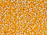 Yellow Corn Non GMO (Animal Feed) - photo 1